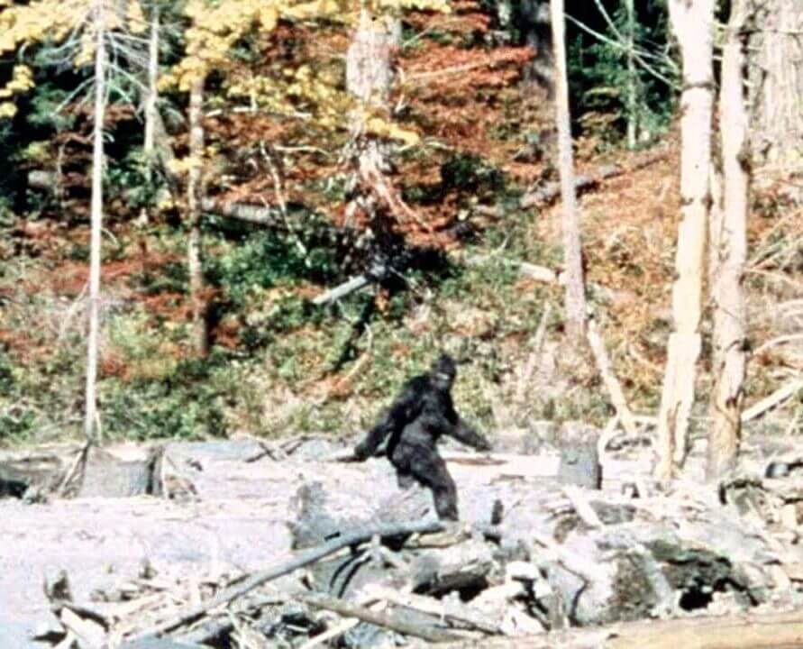 bigfoot saquatch patterson gimlin film bigfoot