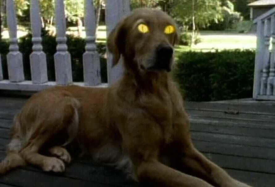 goosebumps dog