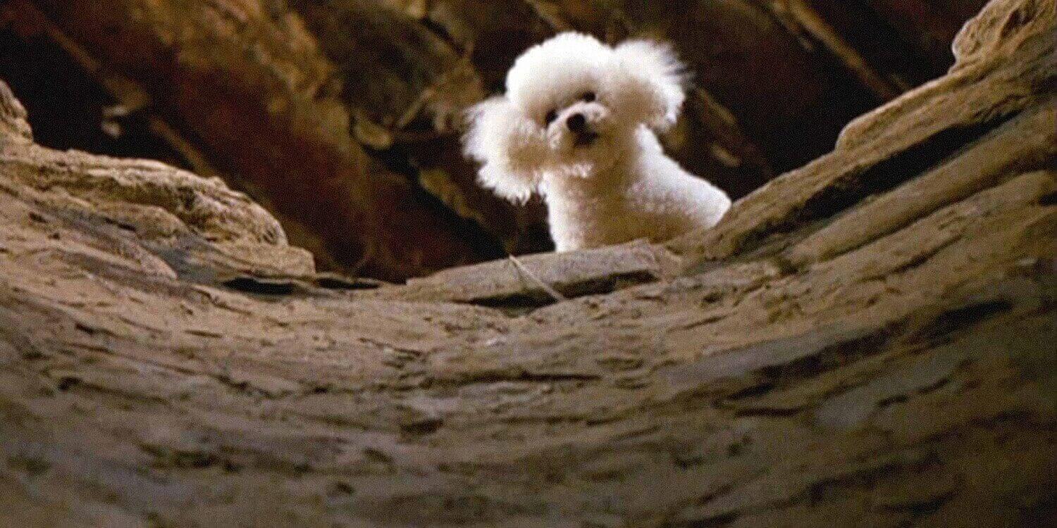 Precious-Silence-of-the-Lambs -remastered-Softness