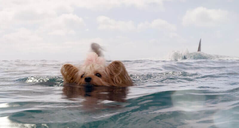 the meg - movies where the dog survives - pippin