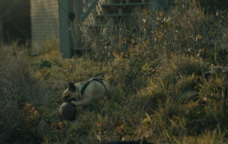 the rental - movies where the dog doesn't die
