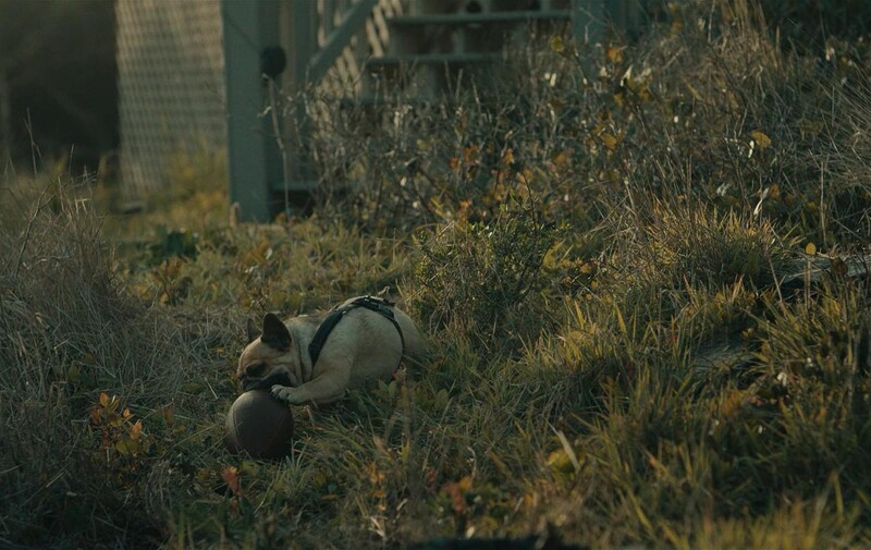 The Rental - Movies Where The Dog Doesn'T Die