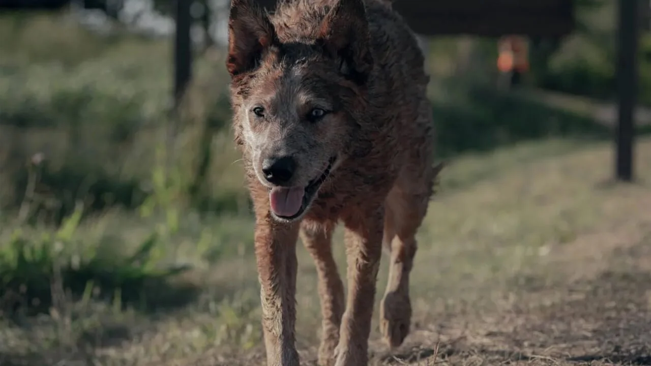 pet sematary bloodlines 2023 10 *DO NOT MISS* Upcoming Horror Movies of Fall 2023 15 pet sematary bloodlines 2023